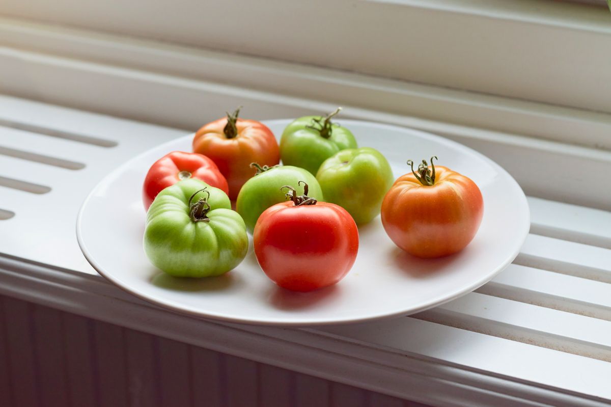 Tak zielone pomidory dojrzeją w domu 
