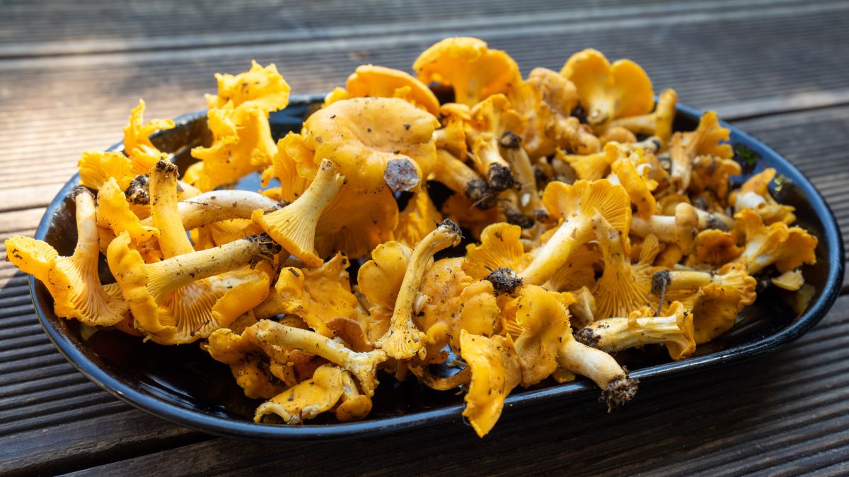 Gorzkie kurki? Nie tym razem. Jak je mrozić, aby zachowały smak?