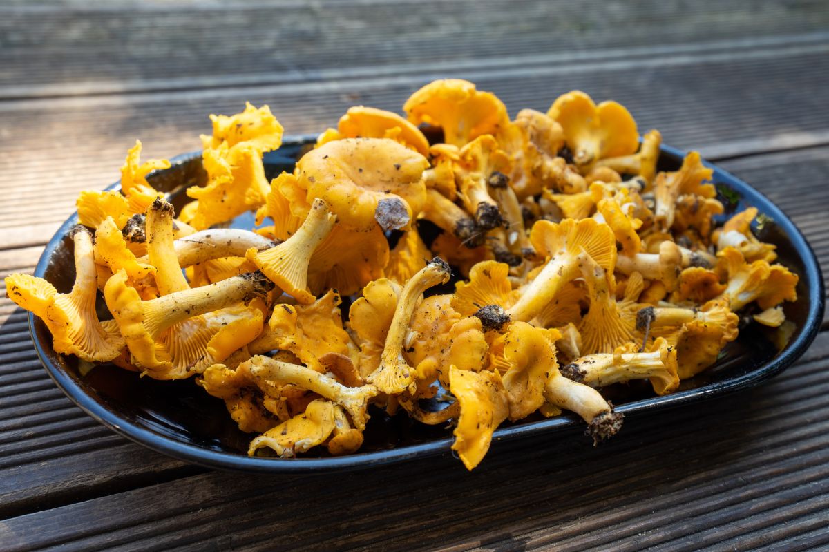 How to freeze chanterelles and savour their taste year-round