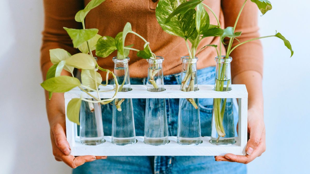 Ta roślina stała się prawdziwym hitem