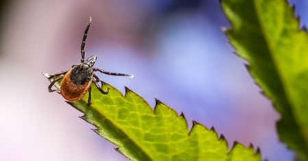 Ubezpieczenie od boreliozy. Za "kleszczową" polisę zapłacimy parędziesiąt groszy dziennie
