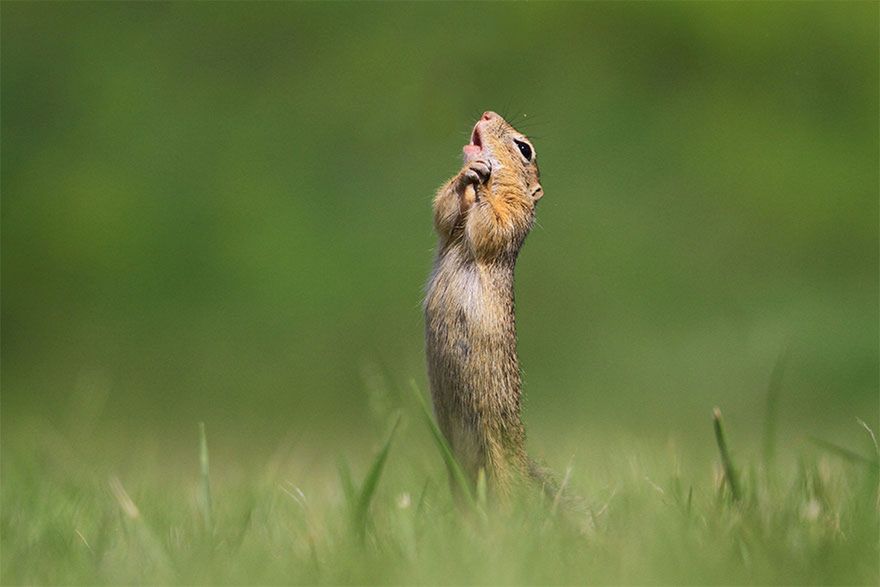 Najzabawniejsze zwierzęta świata powracają. Ci fotografowie mieli szczęście 3