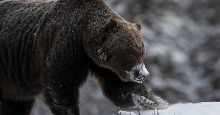 Oko w oko z bestią. Fotograf spotkał ogromnego niedźwiedzia grizzly