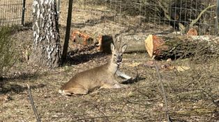 Posoka: Ranny kozioł. Zwierzę uratowane dzięki pracownikom PGKiM