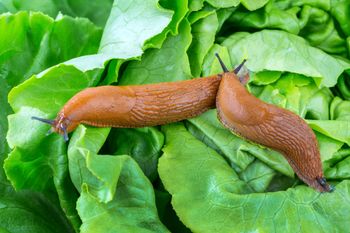 Naturalny sposób na plagę w ogrodzie. Ten ptak pożera ślimaki