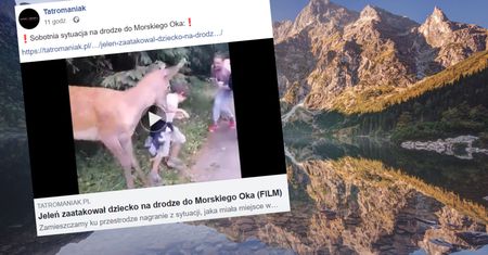 "Jezu!". Jeleń zaatakował dziecko w drodze do Morskiego Oka