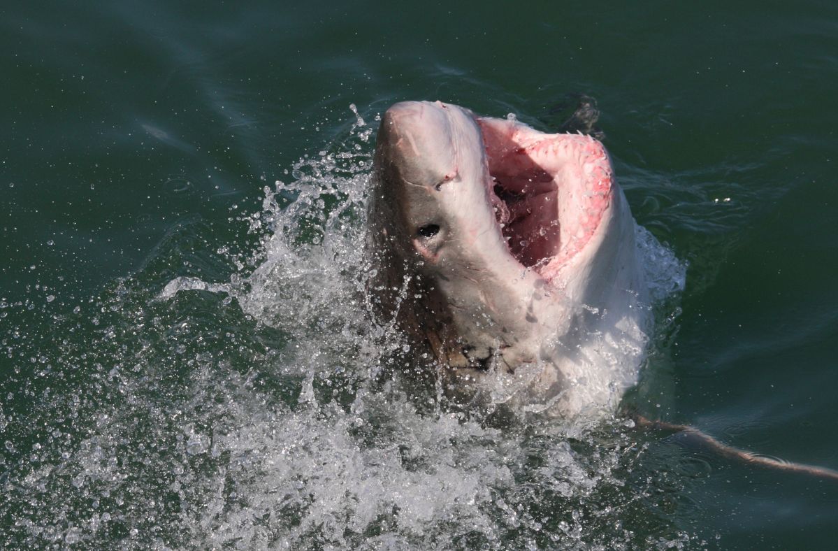 Shark attacks plague Florida's beaches, panic grips residents