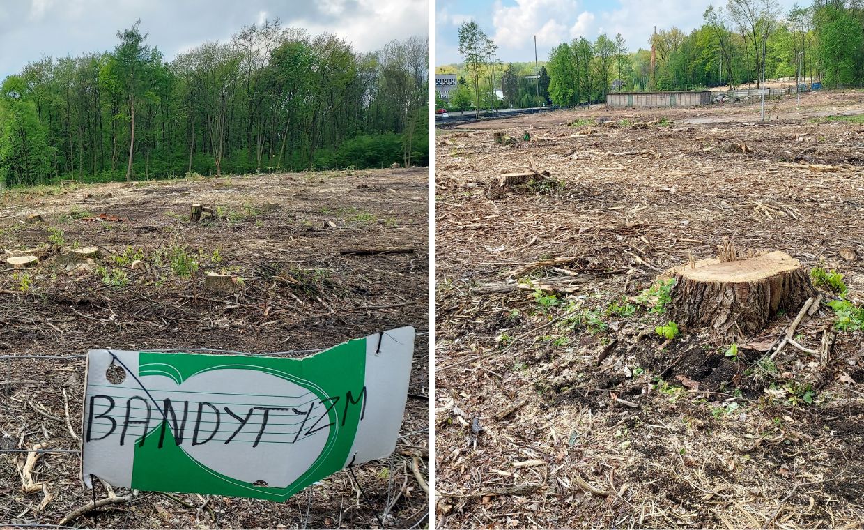 Wycinka ponad 1200 drzew w otulinie Parku Śląskiego