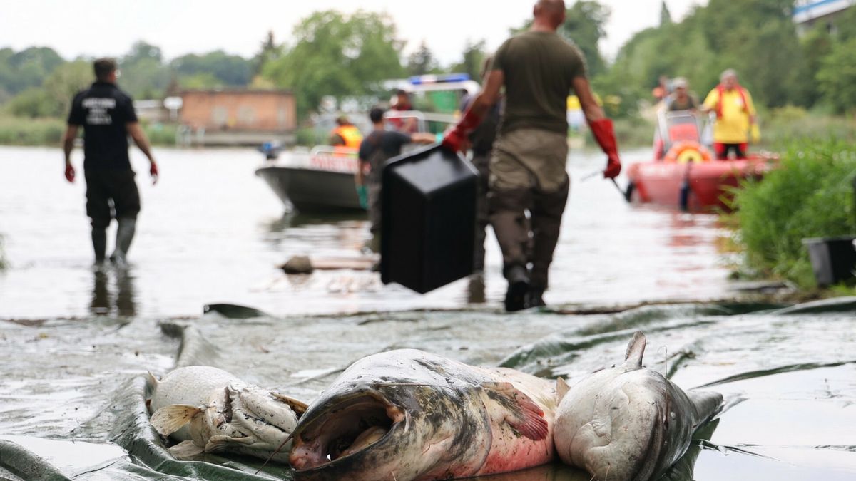 Napowietrzanie Odry w Siodle Dolnym22.08 2022 Dziewoklicz  Akcja wydobywania ?ni?tych ryb z Odry.Fot Sebastian Nowik/REPORTERSebastian Nowik/REPORTER