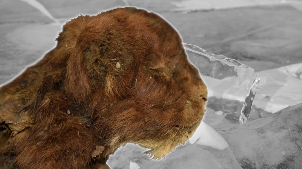 A prehistoric predator in perfect condition.