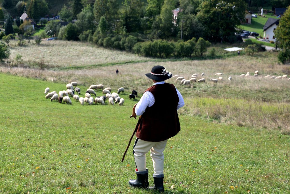 Bacowie zajmują się wypasaniem owiec i wyrabianiem oscypków