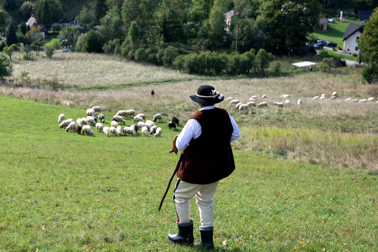 Największe problemy baców. Dla juhasa taka dniówka to już za mało