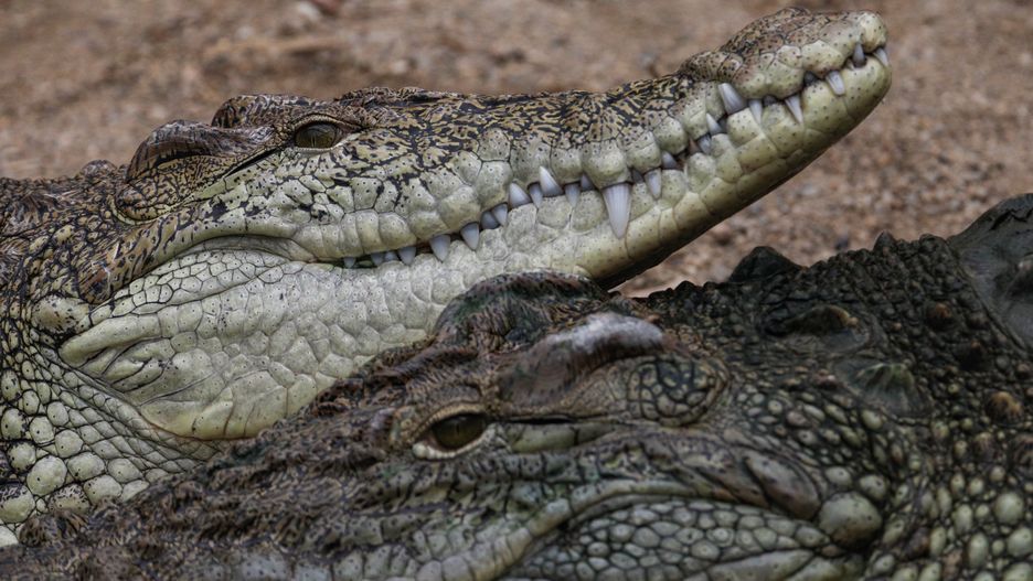 IZMIR, TURKIYE - DECEMBER 29: Crocodiles are seen at Izmir Natural Life Park which is established on an area of 425 thousand square meters and is home to approximately 3,500 wild animals of 130 species brought from different geographies of the world in the Sasali Region of Izmir, Turkiye on December 29, 2022. (Photo by Lokman Ilhan/Anadolu Agency via Getty Images)