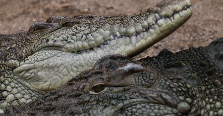 Zaginiony wędkarz odnaleziony w żołądku krokodyla. Makabra w Australii