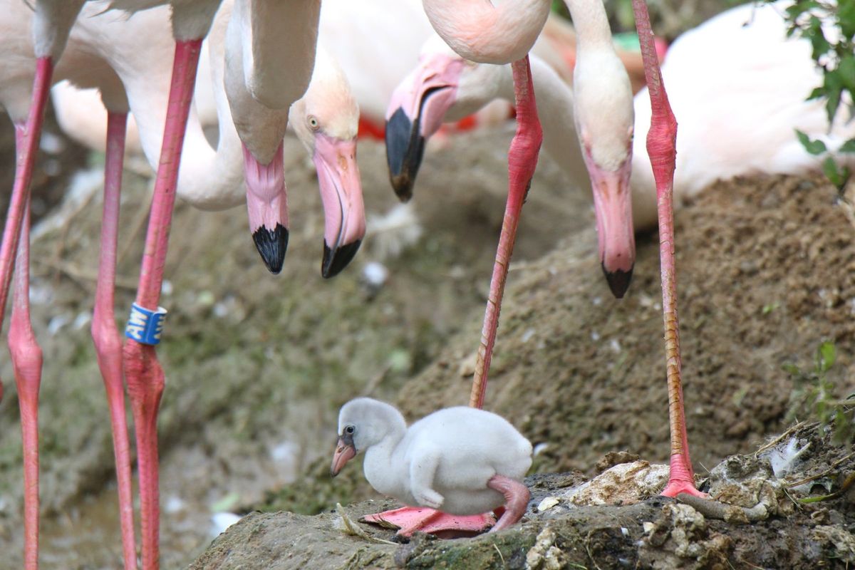 To pierwsze narodziny flaminga w gdańskim zoo