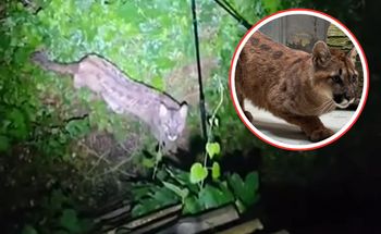 Błąkała się po okolicach Polanowa. Tak sobie radzi. Zoo pokazało zdjęcie