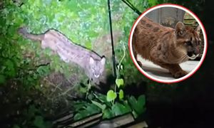 Błąkała się po okolicach Polanowa. Tak sobie radzi. Zoo pokazało zdjęcie