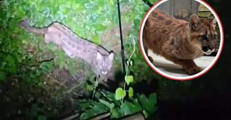 Błąkała się po okolicach Polanowa. Tak sobie radzi. Zoo pokazało zdjęcie