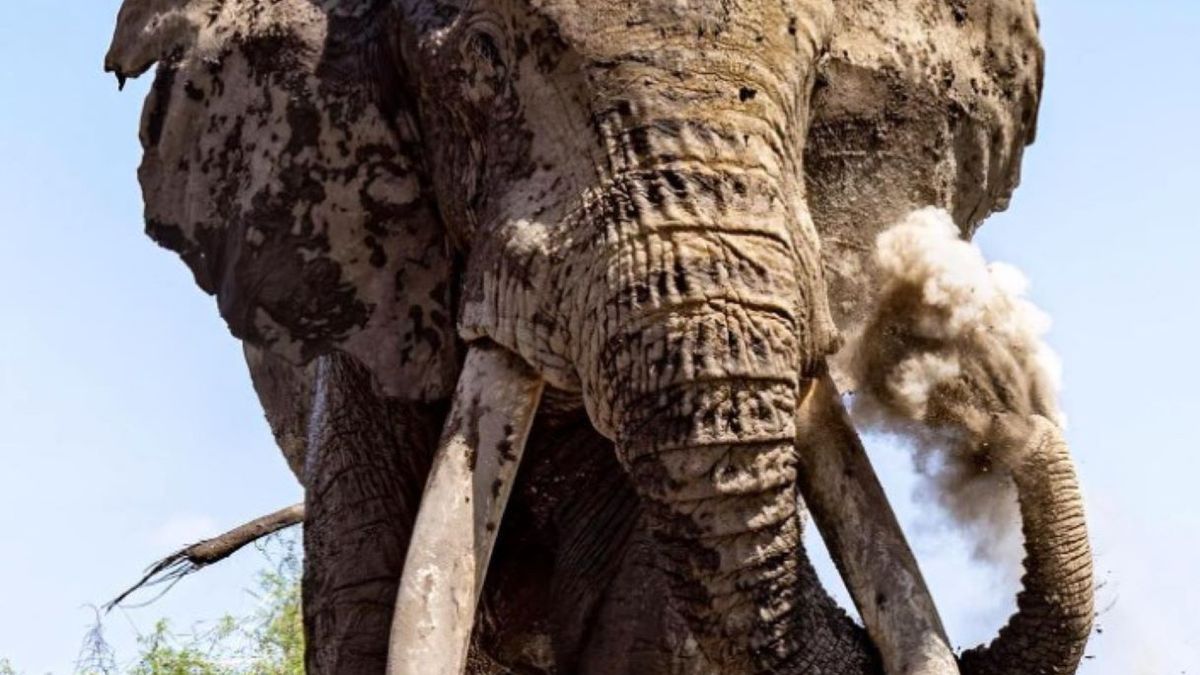 50-letni słoń Craig 