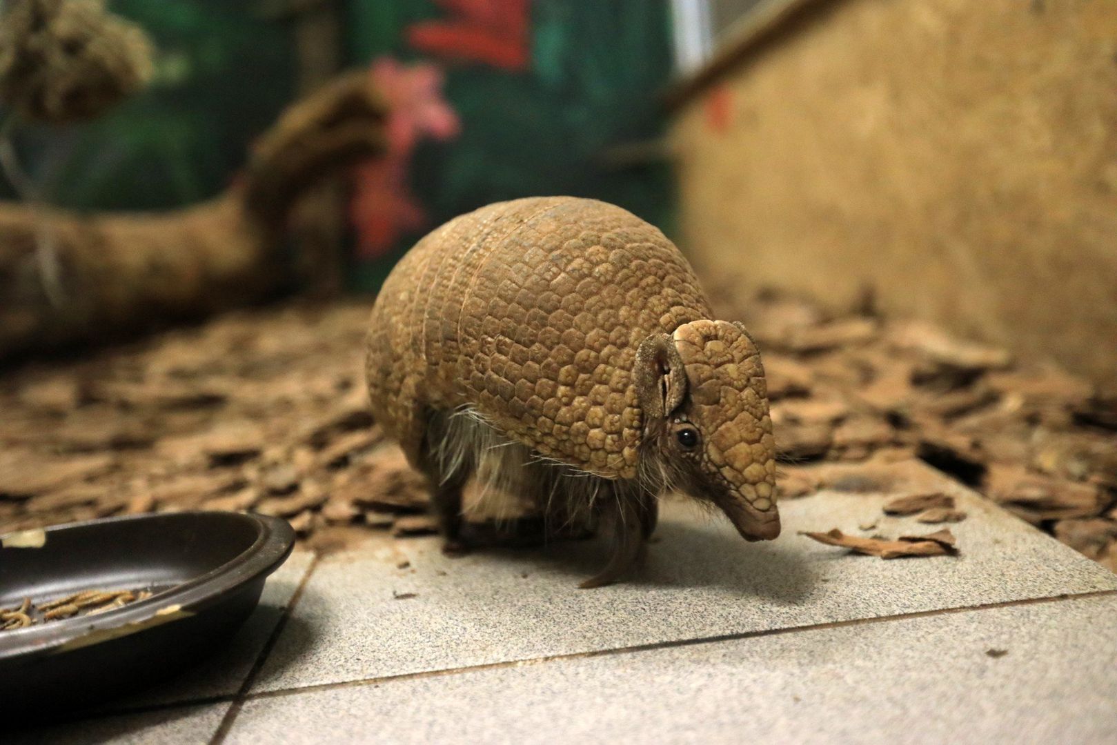 13.03.2018 TORUN PANCERNIK - OGROD ZOOBOTANICZNYZWIERZE ZOO OGROD IMIE PANCERNIKFOT. SŁAWOMIR KOWALSKI / POLSKA PRESS