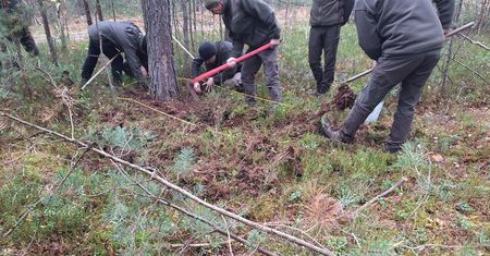 Leśnicy przeszukują lasy. Chodzi o groźne szkodniki