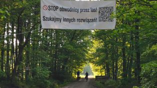 Młoszowa: Nie chcą wycinki drzew i budowy drogi. Walczą o puszczę