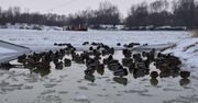 Wisła skuta lodem. Prom Tarnobrzeg – Ciszyca wciąż nie kursuje