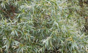 Uważaj przy sadzeniu wierzby. Jej korzenie mogą uszkodzić dom