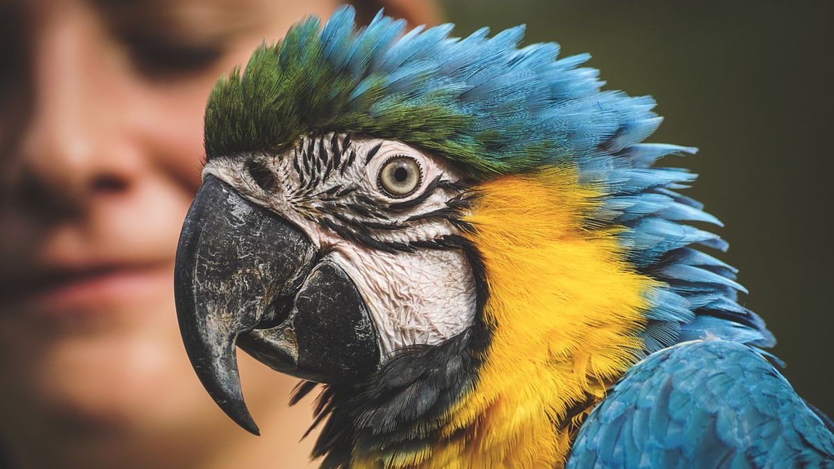 Ara nie daje spokoju mieszkańcom