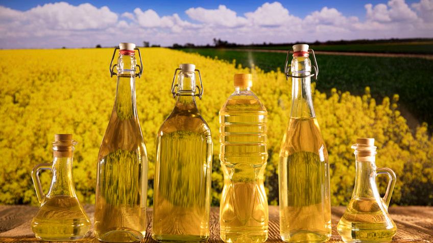 Olej rzepakowy budzi kontrowersje ze względu na modyfikacje genetyczne tej rośliny
