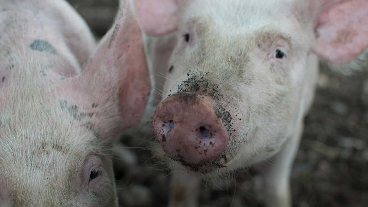 Nowe ognisko ASF w Lubelskiem