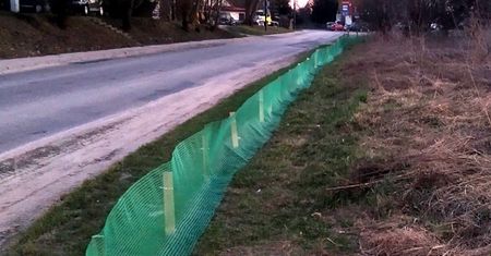 Na ratunek żabom. Akcja ratowania płazów w rejonie Zalewu Zemborzyckiego