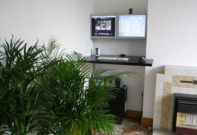 Areca palm
