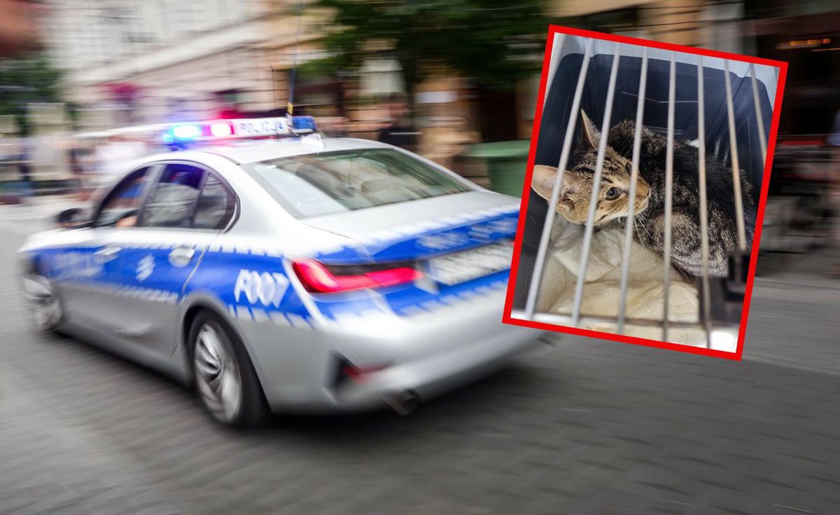 Policyjny radiowóz i kot, który został odnaleziony żywy w mieszkaniu  fot. Piotr Kamionka/EastNews, Biuro Schroniska dla Bezdomnych Zwierząt - Urząd Miasta Kalisza