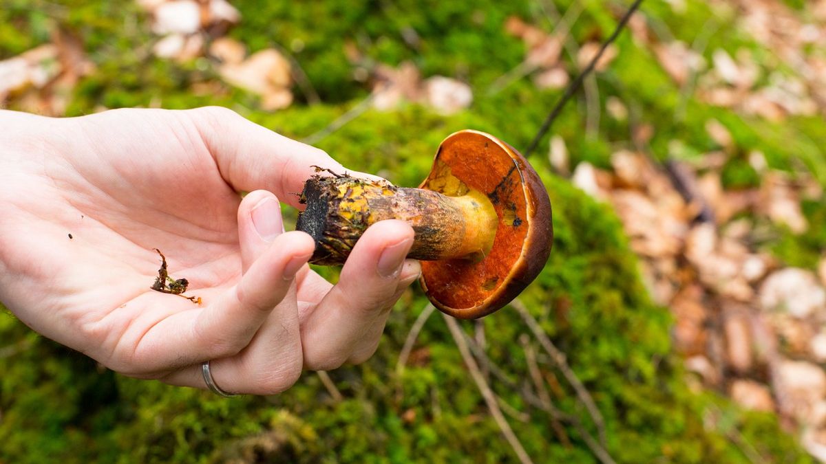Większość boi się tych grzybów. Zdziwisz się, jak są smaczne