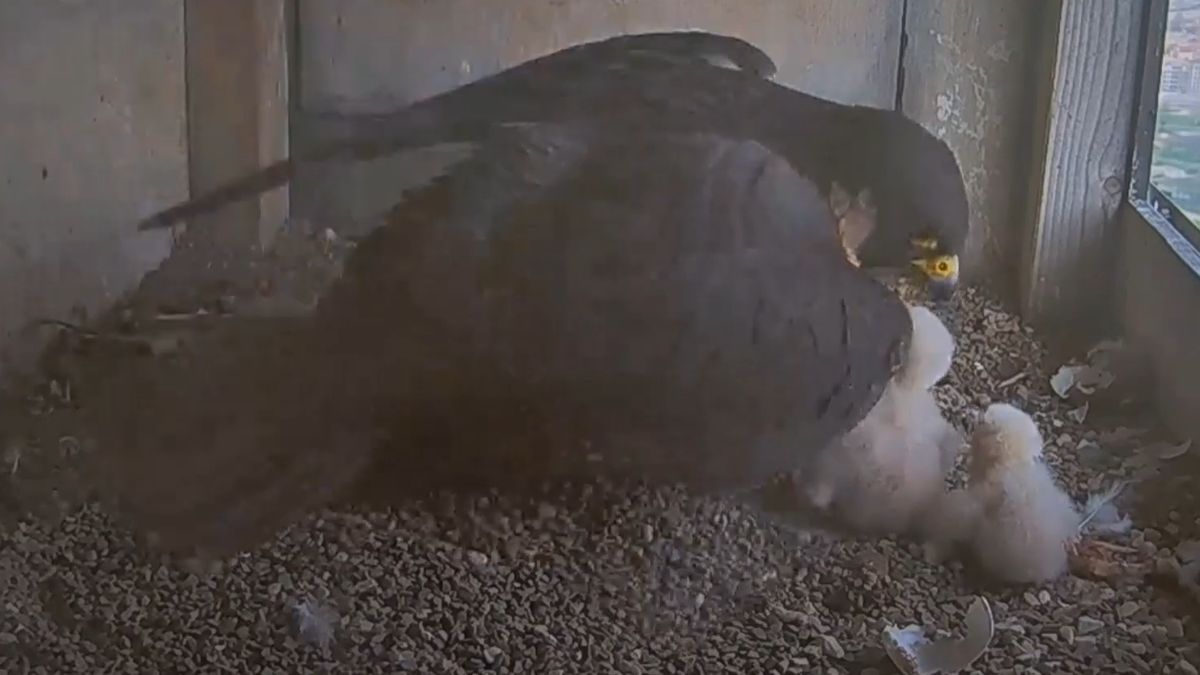 Jedno z pisląt zostało zatrute