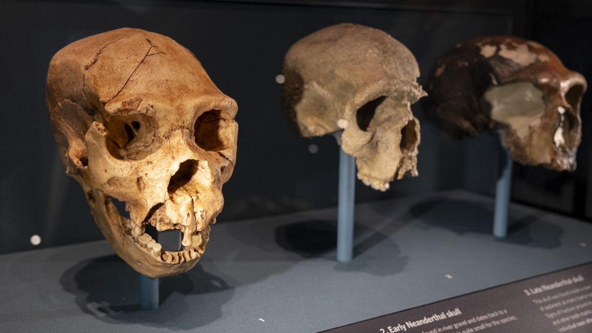 Wciąż nie wiadomo gdzie i kiedy wyginęli neandertalczycy