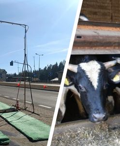 Na Słowacji spokój, a w Polsce strach. Zaraz może zabrać im wszystko