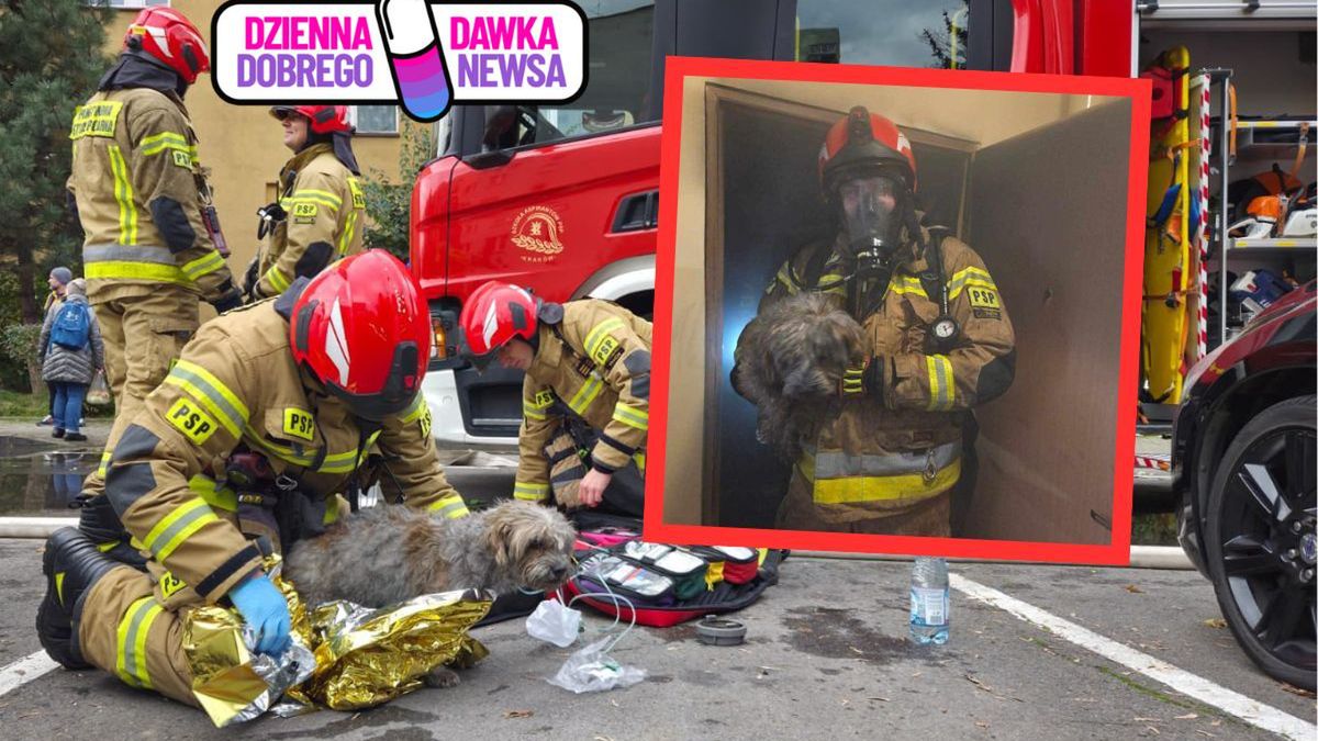 Strażacy z Krakowa uratowali zwierzęta z płonącego mieszkania