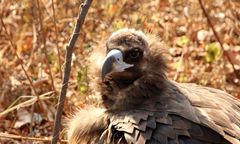 Pojawił się nad Wisłą! "Takiego okazu jeszcze nigdy nie spotkałem"