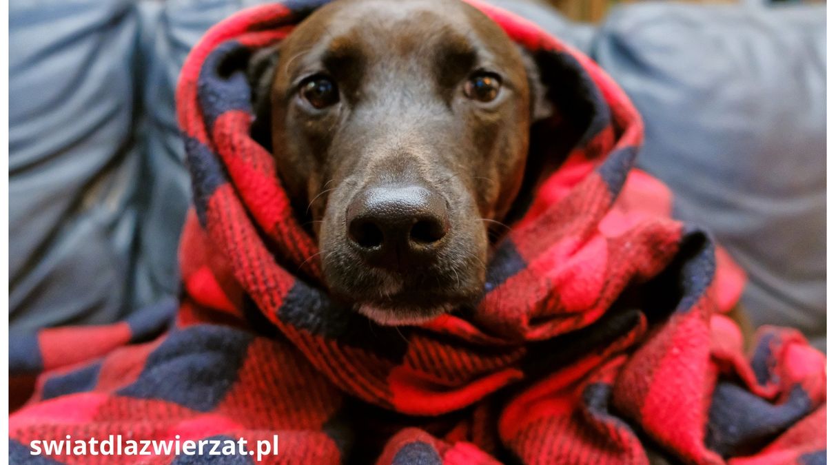 przeziębienie u psa