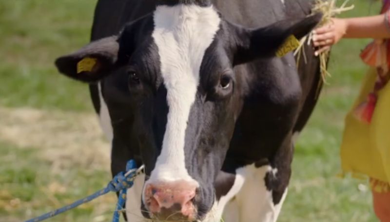 Wystartowała "Farma"! Komu kibicujecie? 