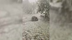 Niecodzienny widok. W Szwajcarii na ulicy zrobiło się biało