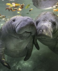 Manat padł po "wzmożonej aktywności seksualnej" z bratem