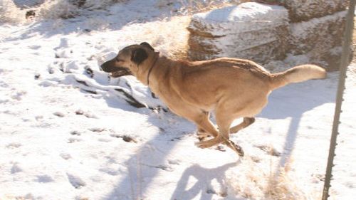"Psu na budę", czyli jak pomóc schroniskom przed zimą 1