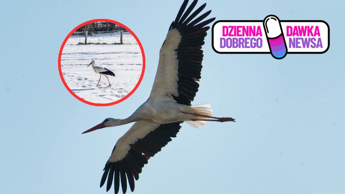  Bocian Krutek przyleciał do domu
