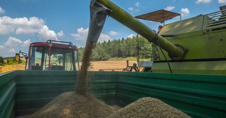 Skup zboża nie pozostawia złudzeń co do cen, ale zbiory mogą być najwyższe w historii