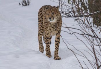 Gepard w polskim lesie? Władze wydały pilny komunikat