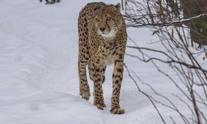 Widziano go w polskim lesie. Władze wydały pilny komunikat