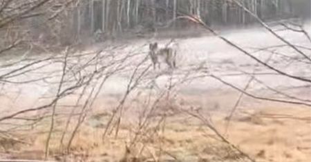 Sceny w głuszy. Leśnik aż wyhamował. To miał być zwykły patrol